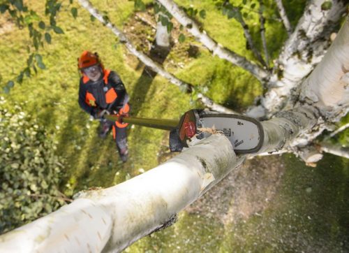 Oregon PS250 Şarjlı Yüksek Dal Budama Testeresi